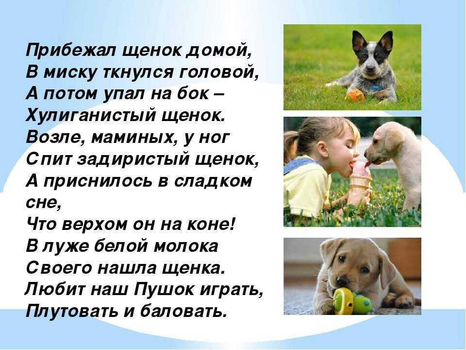 Стихи собака - сборник красивых стихов в доме солнца