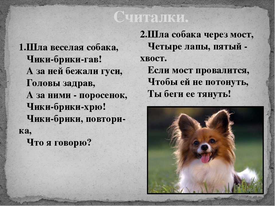 40 коротких стихов про собак и щенков - детские стихи