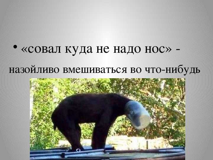 Не суй своего носа куда не следует ошибка
