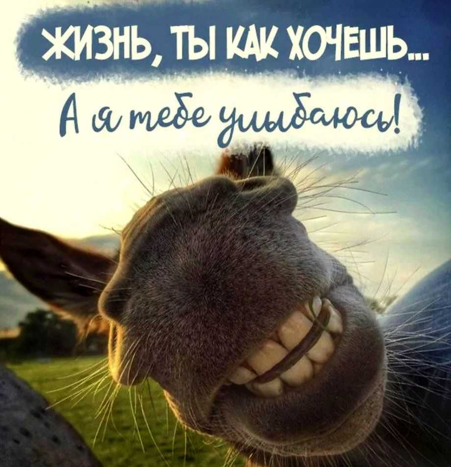 Лучшие и смешные анекдоты приколы и шутки читать