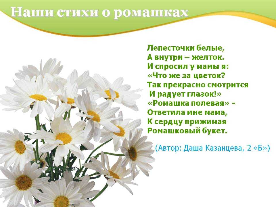 Красивые слова про ромашки