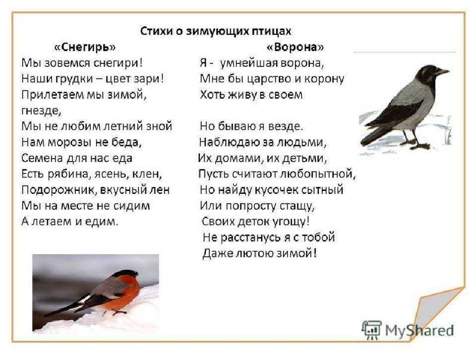 Красивые стихи про птиц для детей