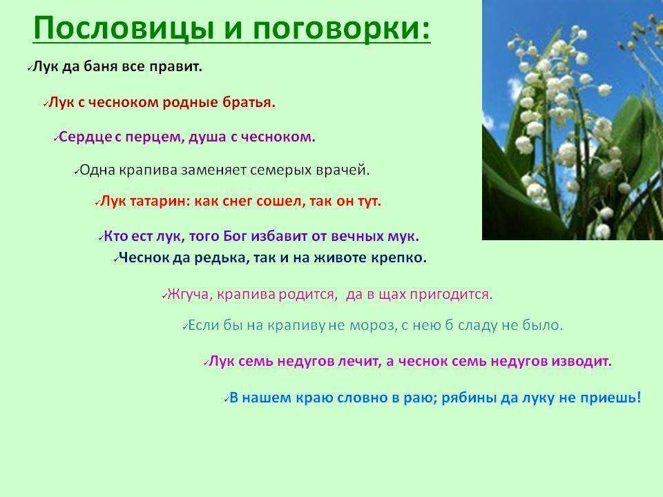Пословицы о растениях. почти 100 самых разных удивительных пословиц