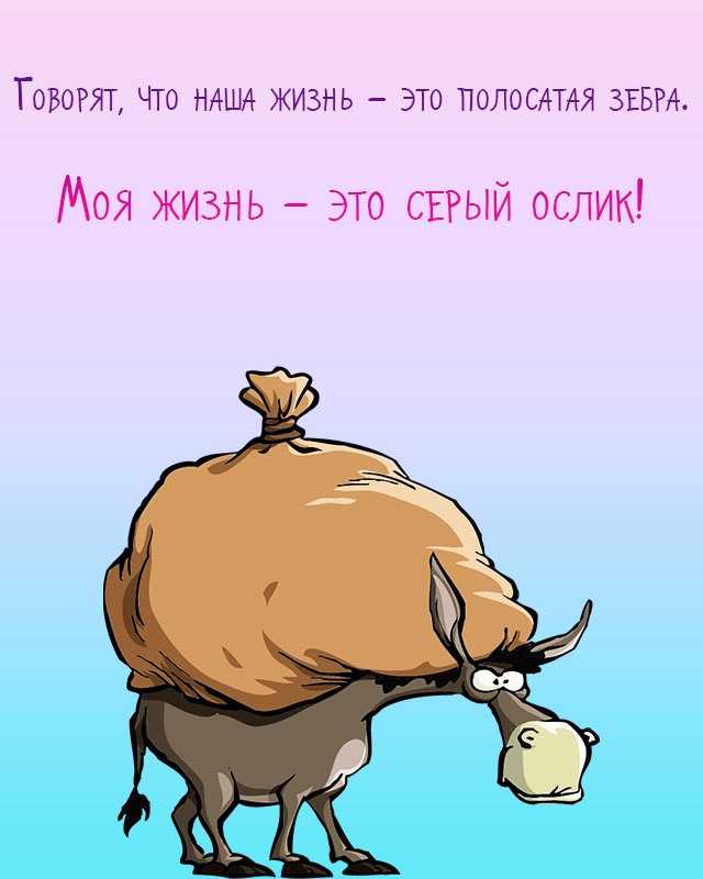 Смешные до слез статусы про счастье | юмор и приколы