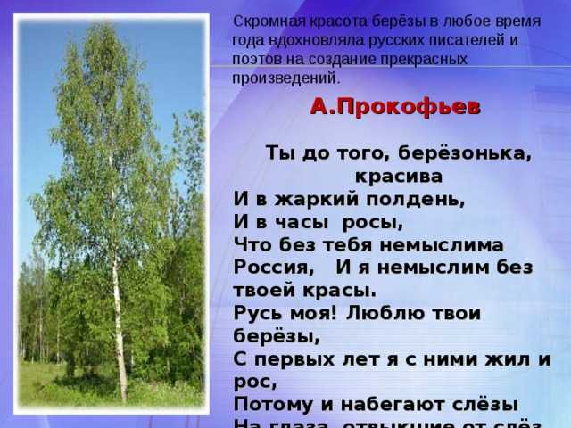 Стихи про березу короткие