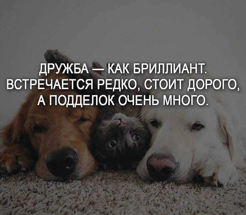 Статусы для социальных сетей, короткие высказывания, мудрые цитаты великих людей, а также фразы и мысли от пользователей сайта про друзей в социальных сетях