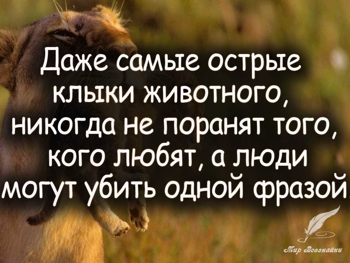 Статусы про животных