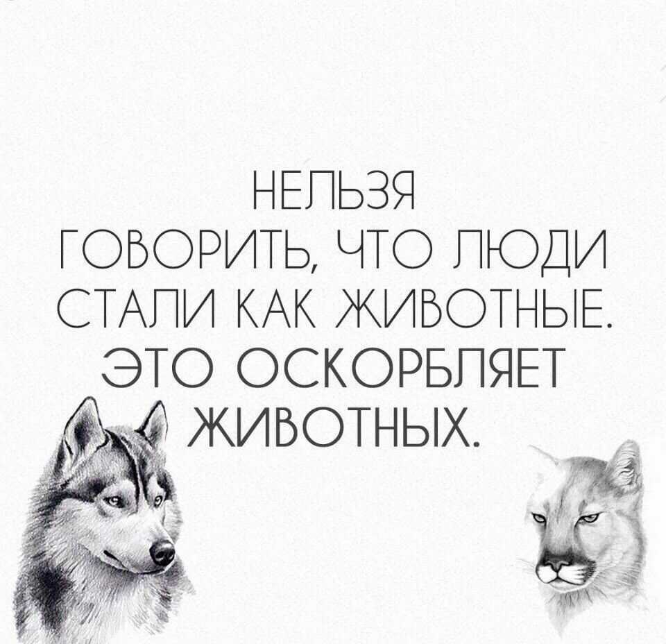 Цитаты о бездомных животных со смыслом. цитаты про животных
