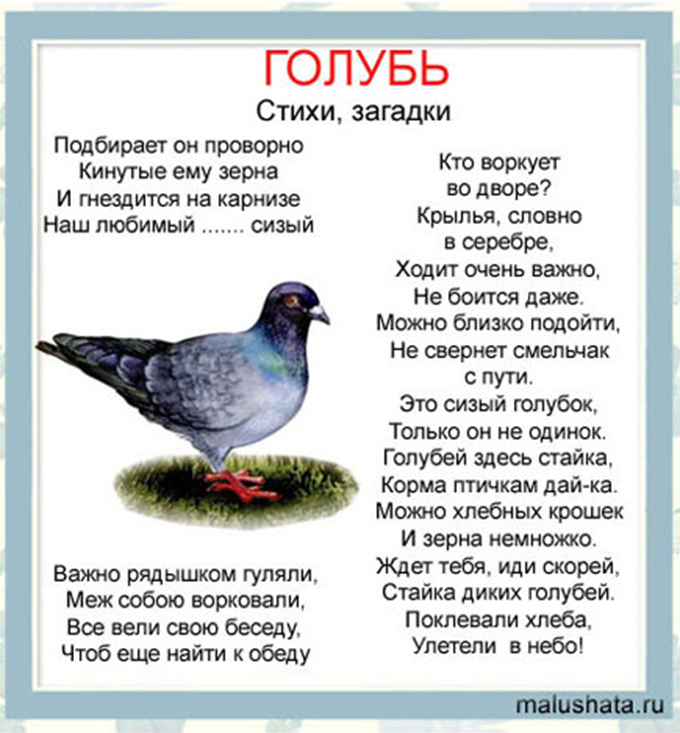 Стихи про голубей - короткие четверостишия о птицах для детей