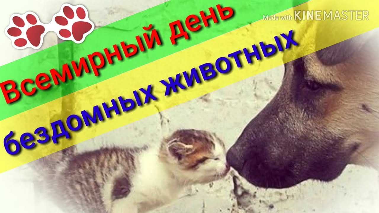 Дана сидерос - один мой друг подбирает бездомных кошек: читать стих, текст стихотворения полностью - классика на рустих