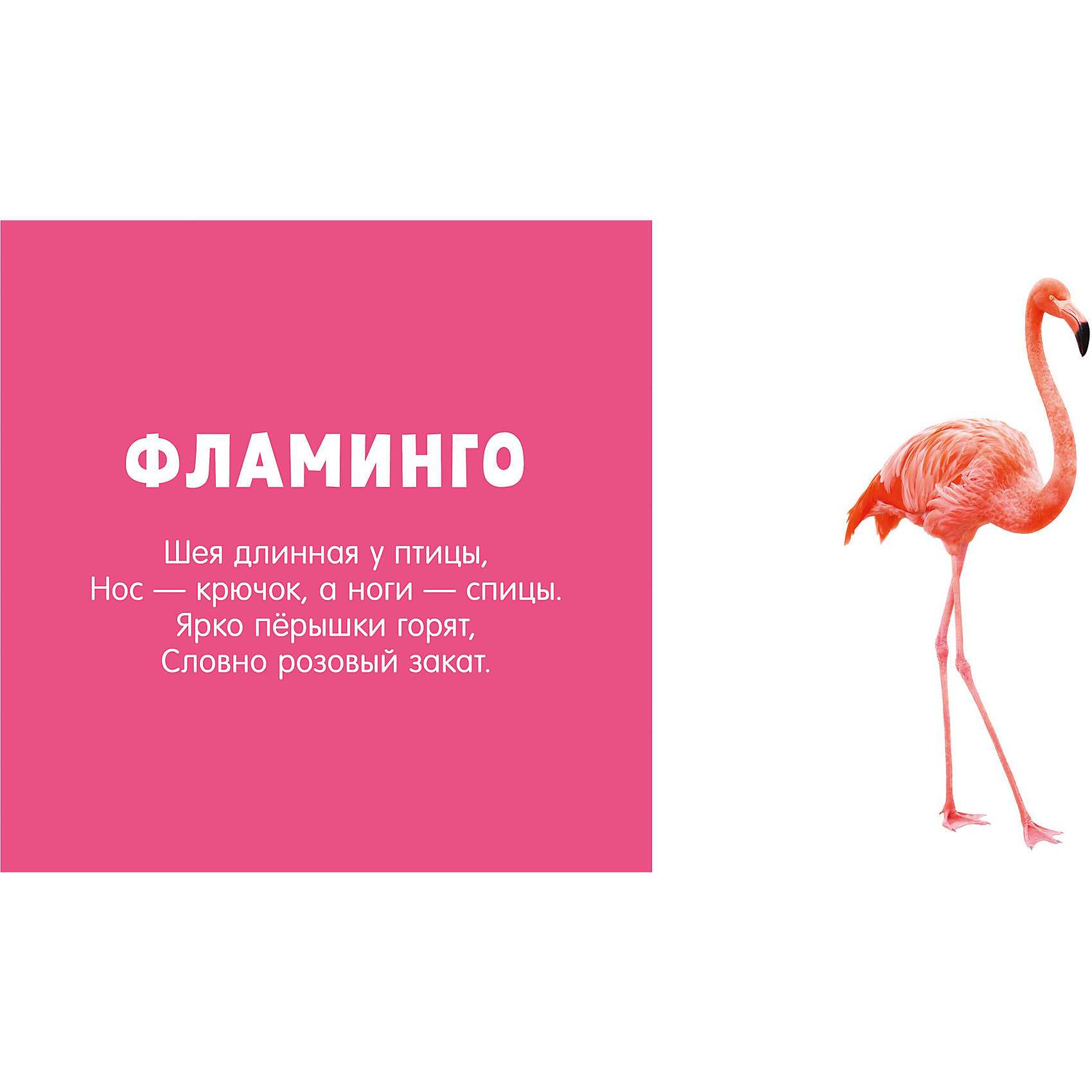 Обыкновенный фламинго – восьмое чудо света. описание и фото птицы фламинго