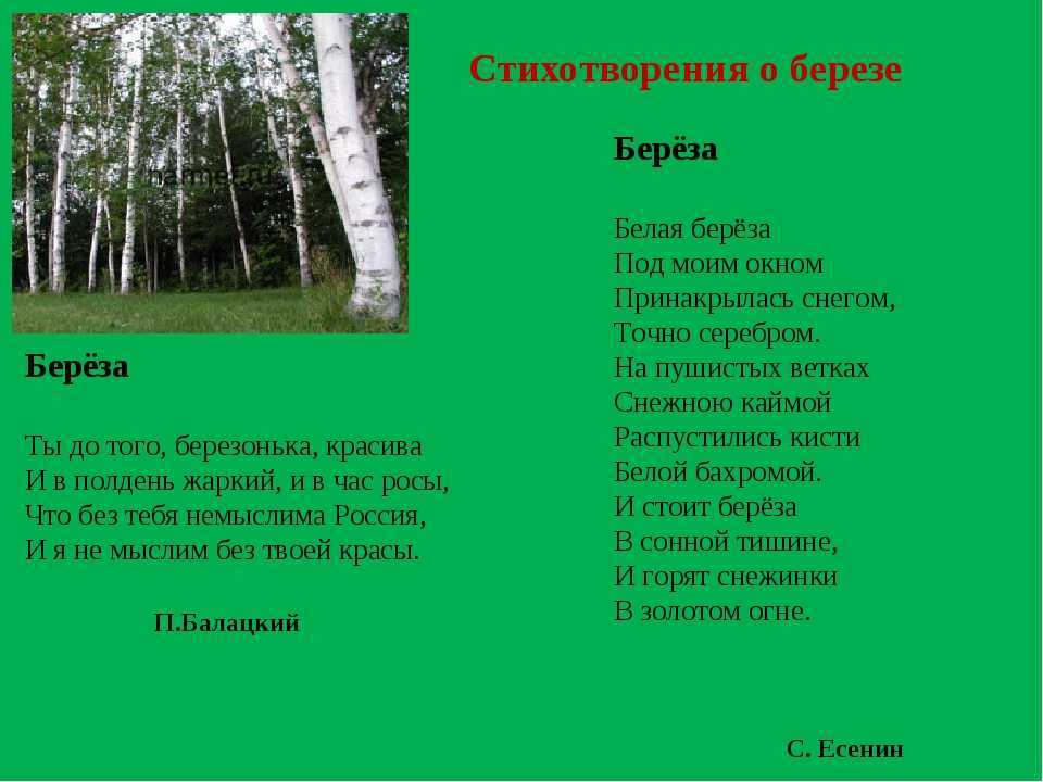 Береза c. есенина, текст и анализ стихотворения: идея, композиция, жанр