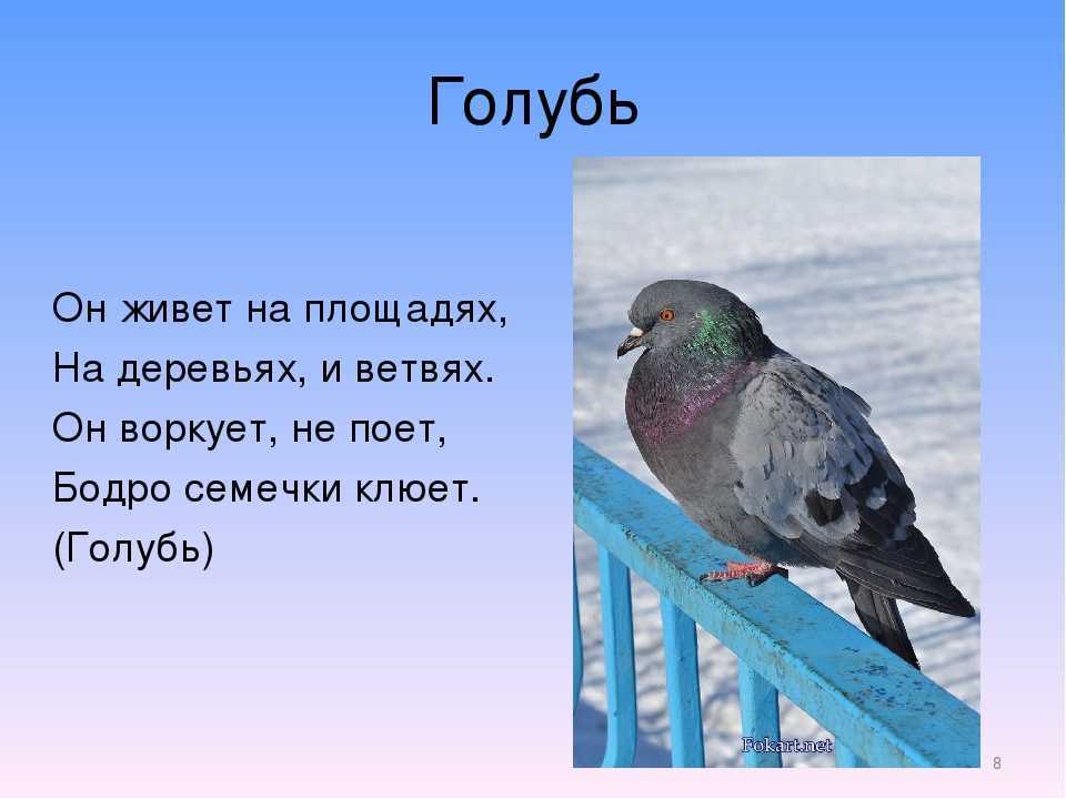 Короткие стихи про голубей
