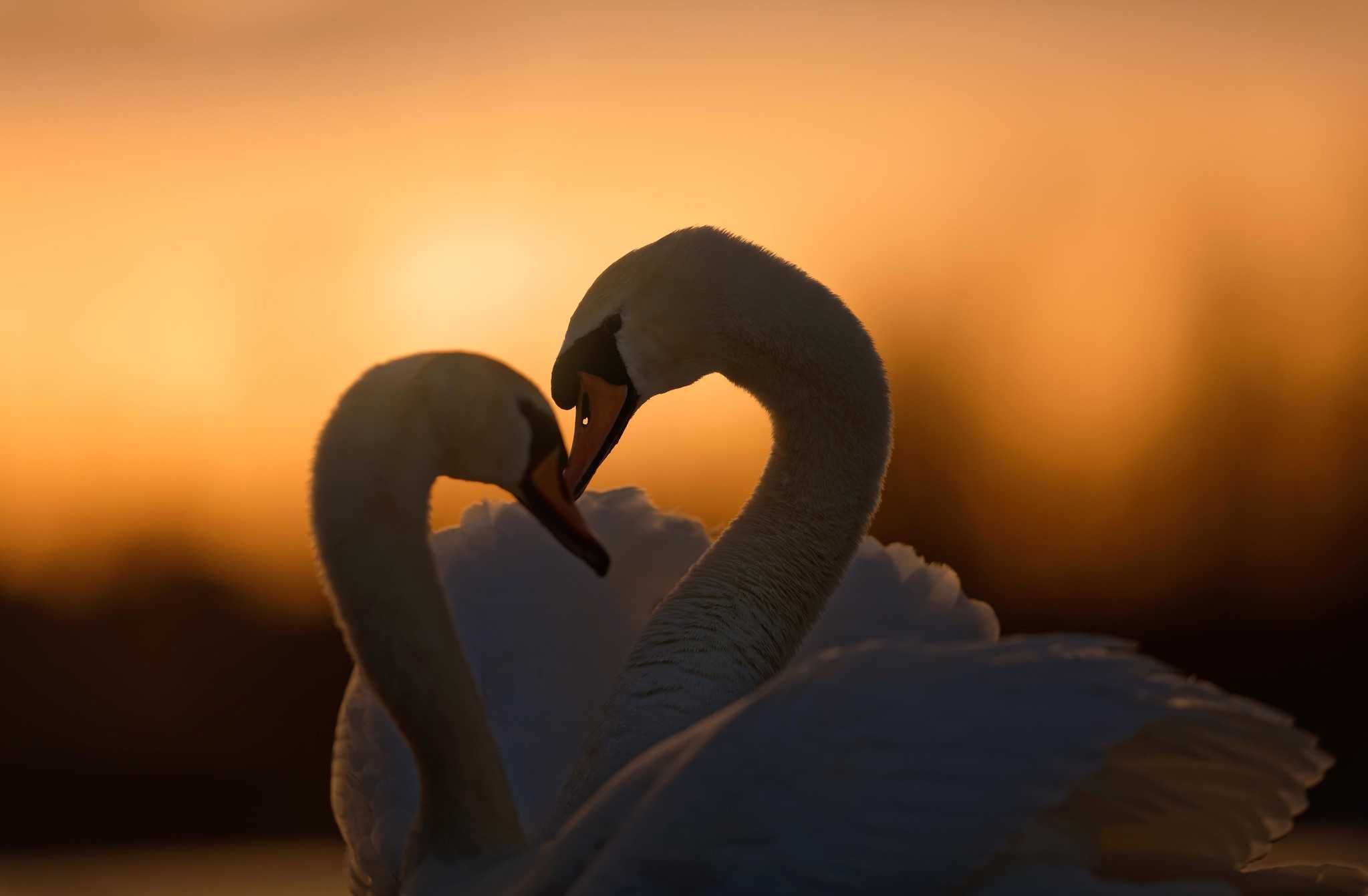 Красивые цитаты про любовь со смыслом (114 шт 💖) с картинками