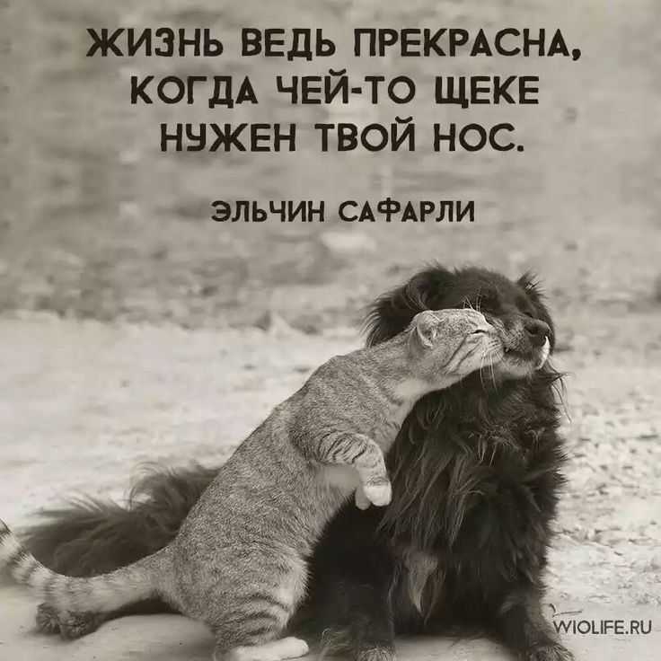 Цитаты про животных. красивые цитаты о животных - цитаты и афоризмы цитаты про бездомных животных
