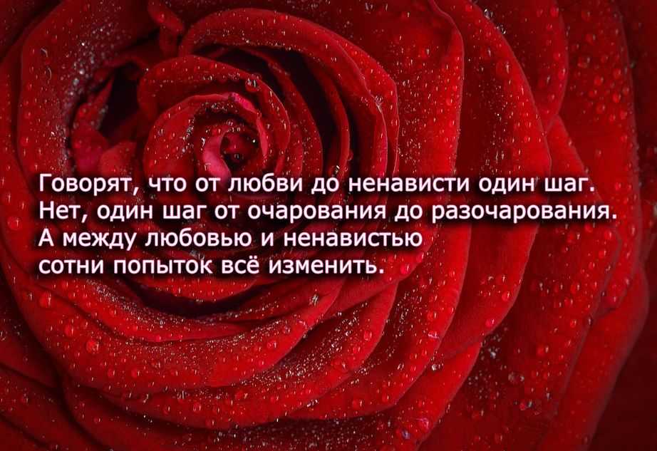Яркие фразы о ненависти. ненависть. цитаты, афоризмы, высказывания о ненависти ненавижу людей цитаты