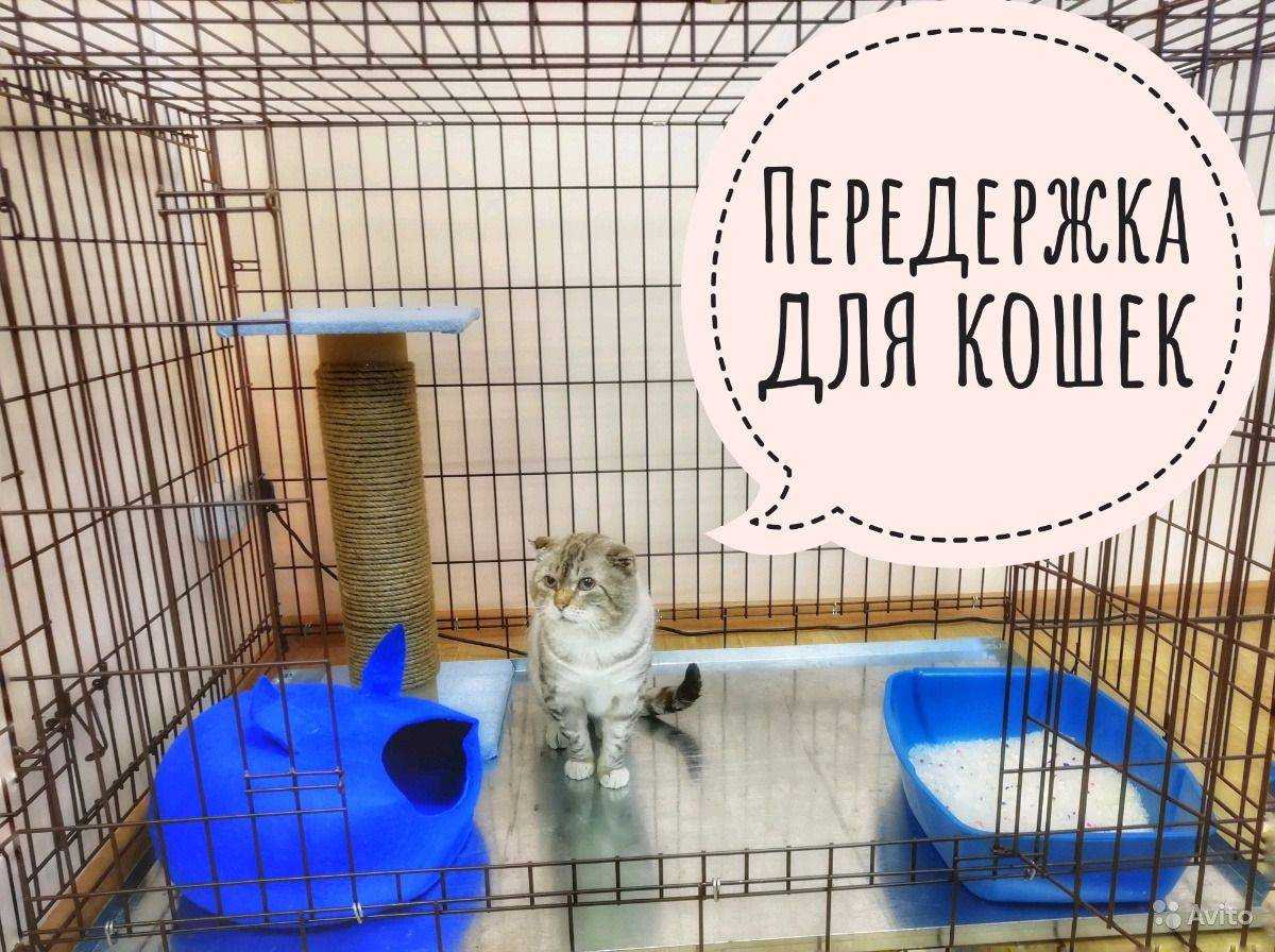 Кот ходит мимо лотка — самый полный список причин