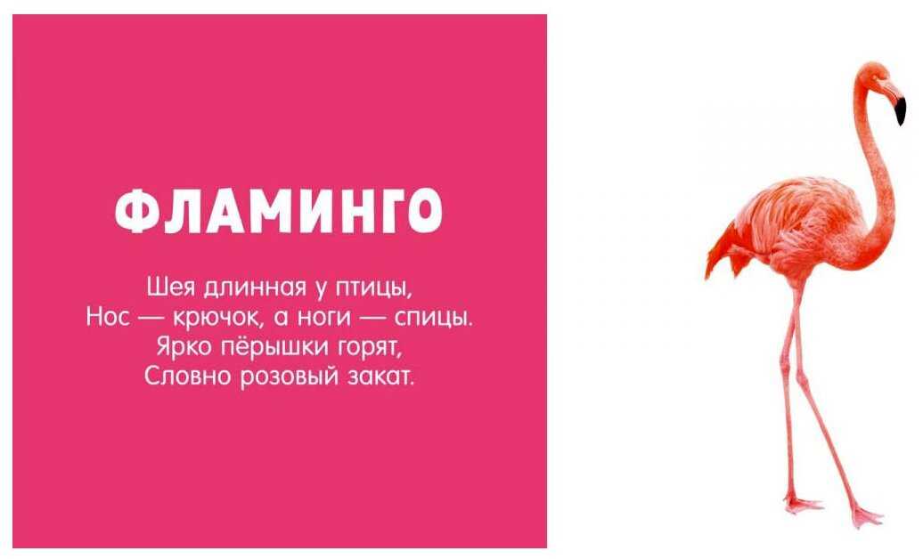 Фламинго: краткое описание, фото птицы, как выглядит, разновидности и их цветовые вариации, в том числе розовый, где обитают, чем питаются, интересные факты