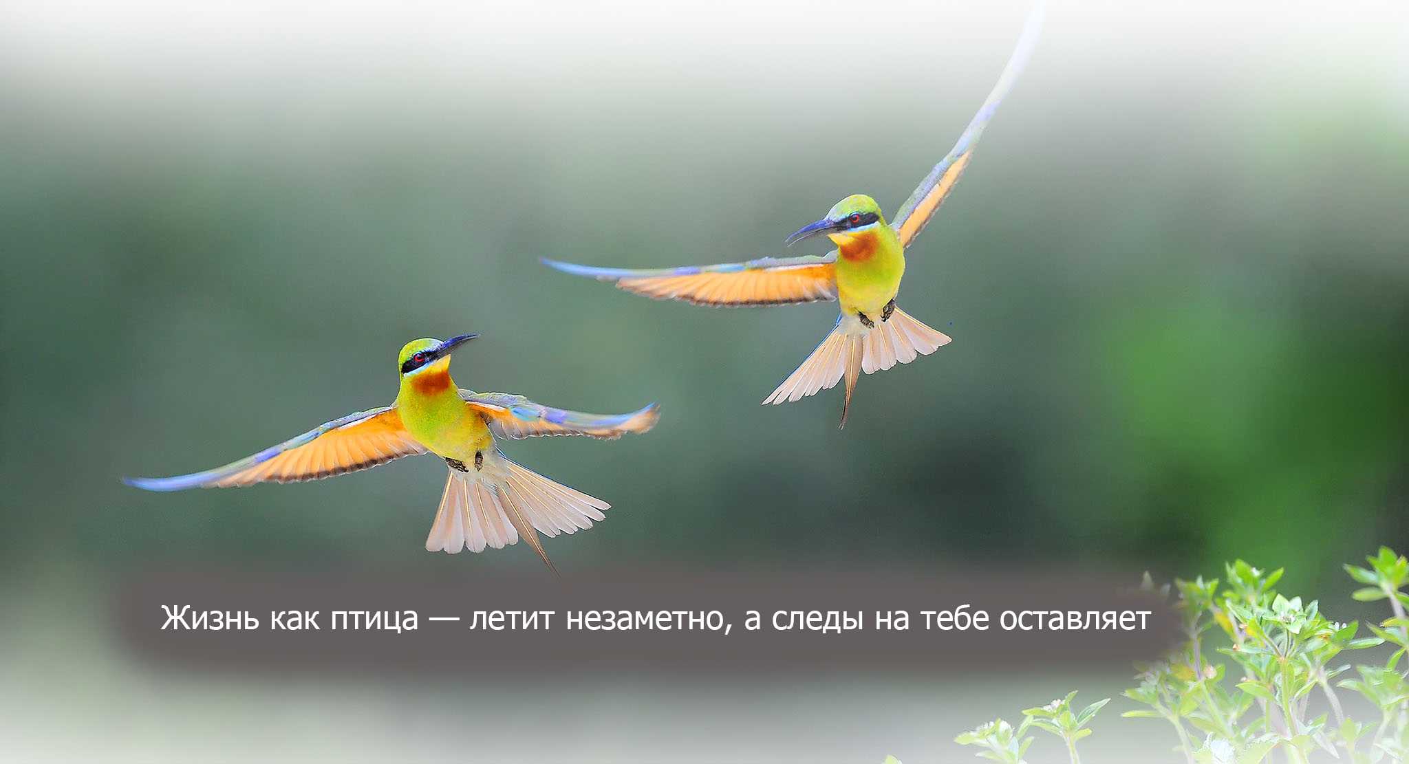 50 верьте в себя цитаты и высказывания, празднуя уверенность - жизнь - 2023