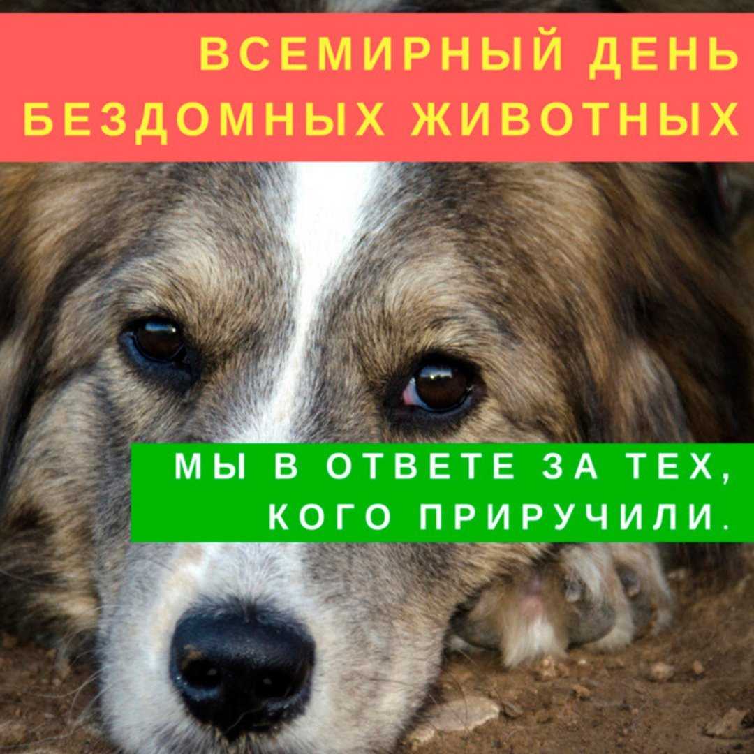 56 лучших цитат о спасении животных, которые растопят ваше сердце