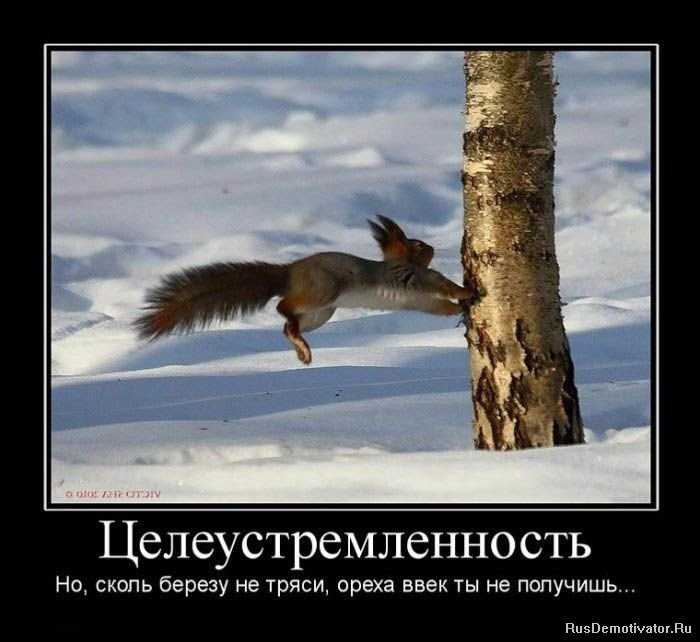 5 сочинений про целеустремленность для огэ