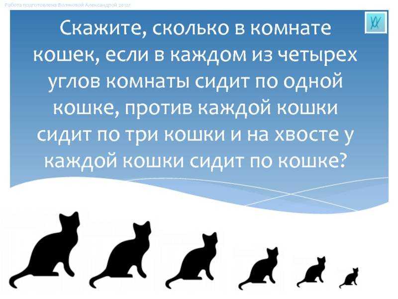 Как оставить кота дома на время отпуска: советы