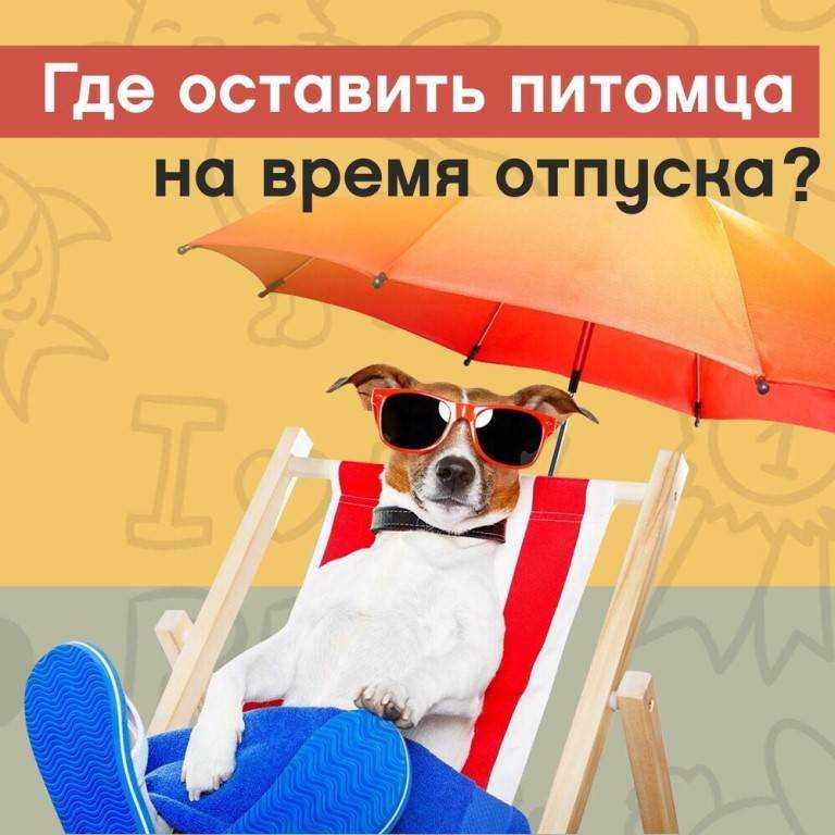 Как обеспечить комфорт умирающему коту: 13 шагов