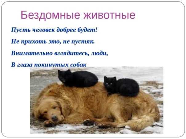 Стихи про бездомных котят короткие