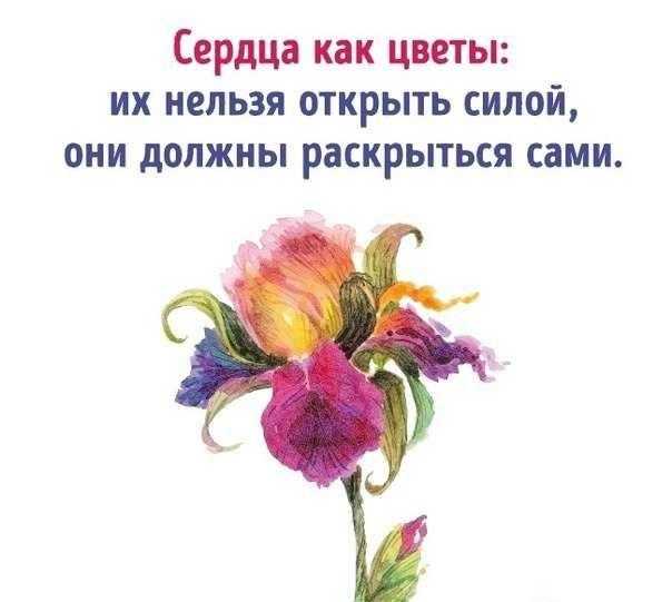Цветы без повода цитаты