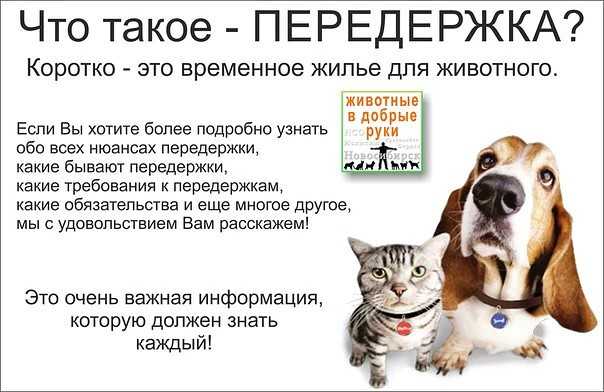 Как сделать так, чтобы вас полюбила ваша кошка