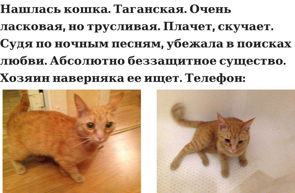 Как оставить кота на неделю одного в квартире