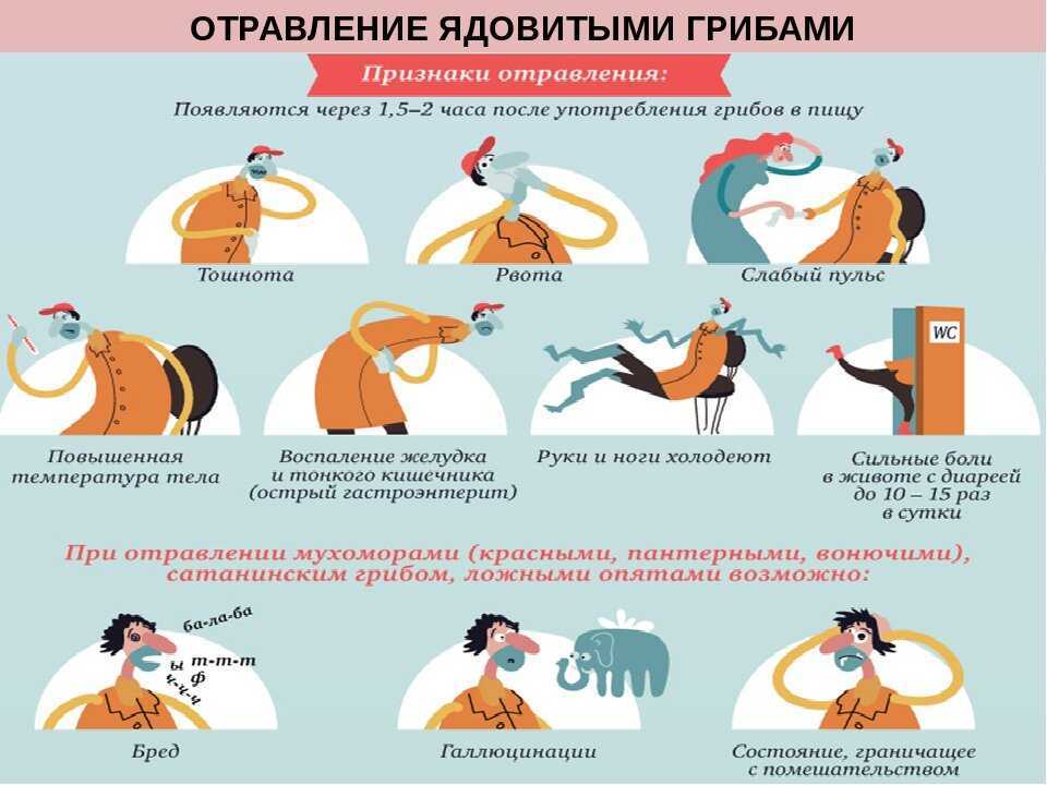 Сушеный мухомор перестаёт быть ядовитым? + видео