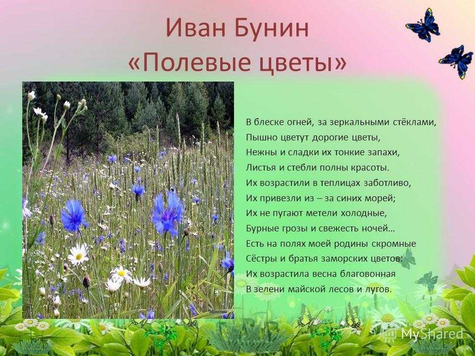 Луговые и полевые цветы - фото с названиями (каталог)